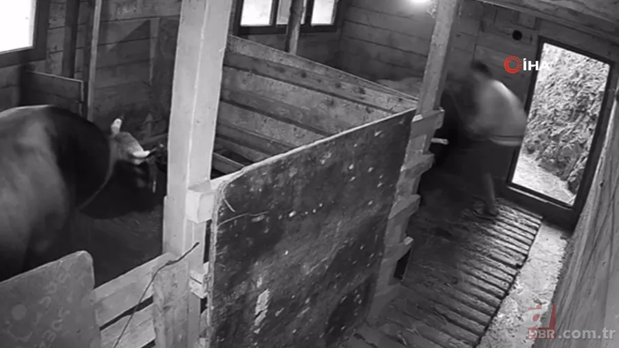 Kızgın boğa sahibine dehşeti yaşattı! 800 kiloluk Mosso böyle saldırdı 🐂 2