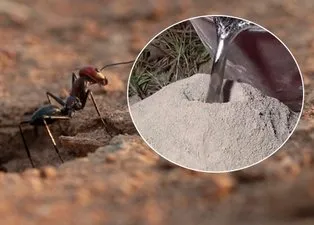 Türkiye'deki karınca araştırması olay oldu! Karınca çeşitleri arttı! Akıllara karınca yuvasındaki test geldi