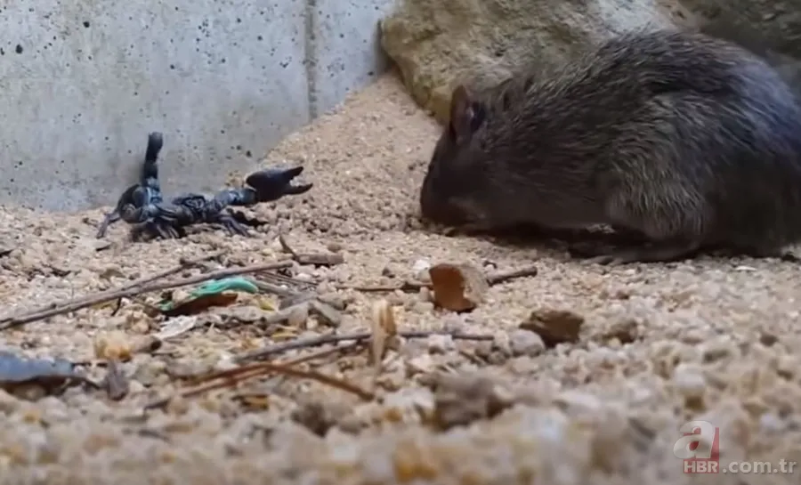 Görüntüler Türkiye’den… Havalar ısınınca ortaya çıktı! Gece uykudayken akrep soktu 22