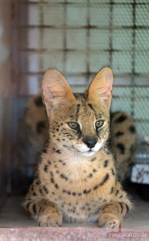 Kedigillerin en zor bulunan türü | İstanbul'da lüks bir malikanede ele geçirildi! Nesli neredeyse hiç kalmadı 10