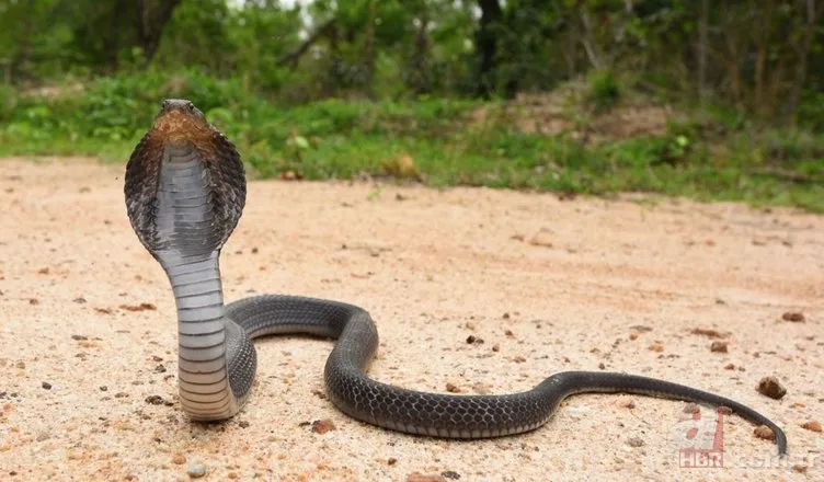 Kral kobra yılanı İngiliz adama saldırdı! Dünyanın en tehlikeli yılanı dinlenen adamı yakaladı 8
