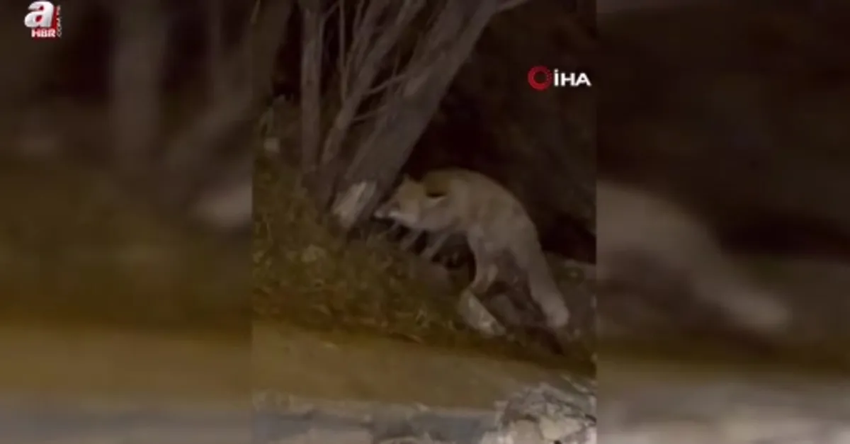 Yiyecek arayan tilki şehir merkezine indi