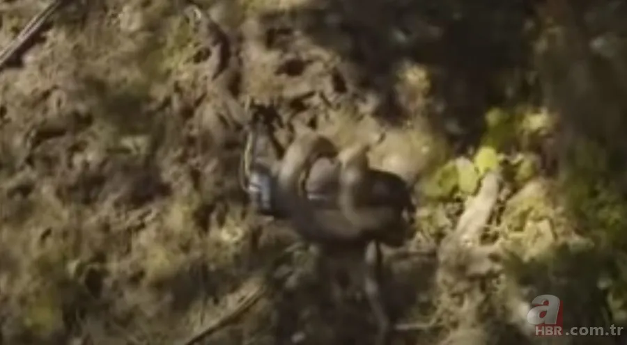 Kral kobra yılanı İngiliz adama saldırdı! Dünyanın en tehlikeli yılanı dinlenen adamı yakaladı 39