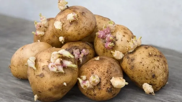 patates-boyle-gorunuyorsa-sakin-mutfaginiza-sokmayin-megerse-1708249252670.jpg Patates böyle görünüyorsa sakın mutfağınıza sokmayın! Meğerse... - 3
