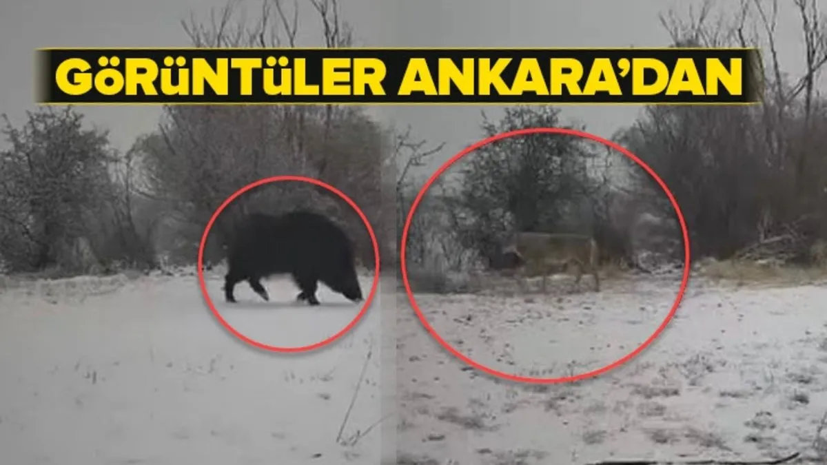 Görüntüler Ankara'dan! Karlı havada belgeselleri aratmayan anlar