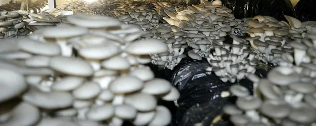 Ağrılı girişimci eşiyle eğitimini alıp mantar üretim tesisi kurdu! Hedef yılda 60 ton ürün elde etmek - 1