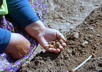 İzinsiz salep toplamaya 40 bin lira ceza