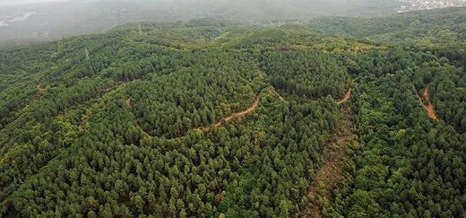 Dünya genelinde orman kaybı yaşandı: Türkiye ise 25 yılda zirveye çıktı