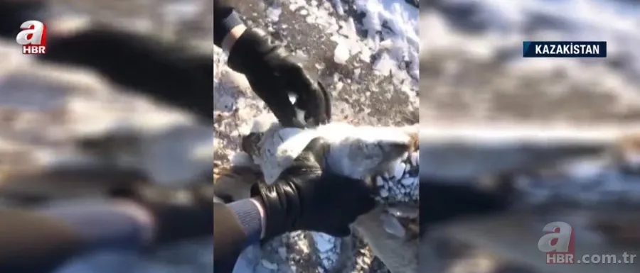 Soğuktan yüzünün tamamı dondu! Başı buz kütlesine dönen karaca böyle kurtarıldı 4