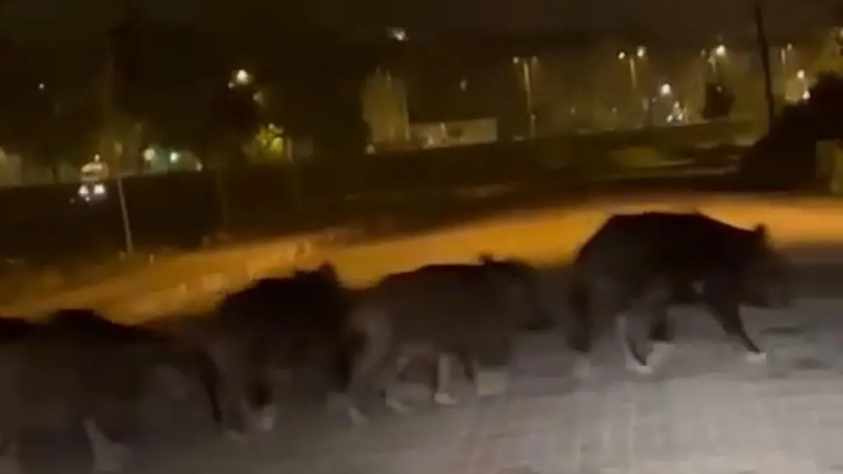 Aç kalan domuz sürüsü ilçe merkezine indi
