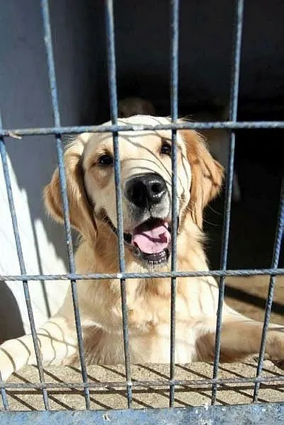 baskan-recep-tayyip-erdogan-talimat-verdi-hayvana-iskenceye-af-yok-1625201720431.jpg Başkan Recep Tayyip Erdoğan talimat verdi Meclis'e geldi! Hayvana işkenceye af yok - 7