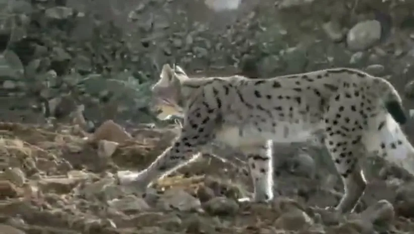 Yol çalışmaları sırasında görüntülendi! Nesli tehlike altında