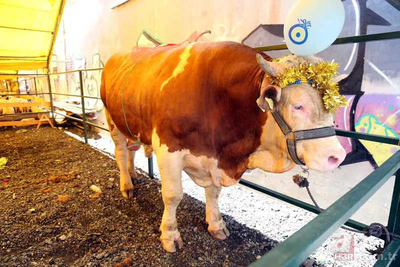 Kurbanlık Market Fiyatları 2023 | A101, Migros, CarrefourSA tek tek listeledi! Koç:5.990, Büyükbaş:10.990 TL! 2