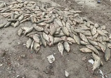 İBB'nin doğa katliamı kamerada: Binlerce balık çamur içinde can çekişiyor