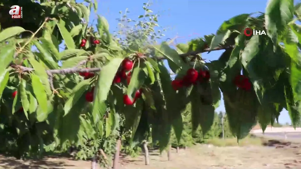 Konya'da Hadim kirazında hüzünlü hasat