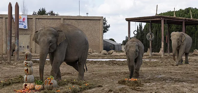 Türkiye'nin ilk Asya fili "İzmir" 14 yaşında