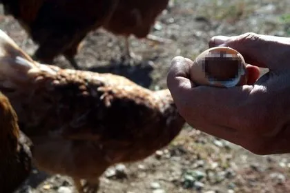 Kaşar peynirin içinden çıkan şoke etti!