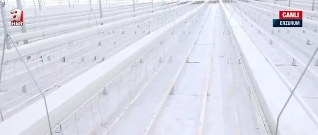 Erzurum’da jeotermal serada domates üretilecek! Türkiye’nin en yüksek rakımında üretim