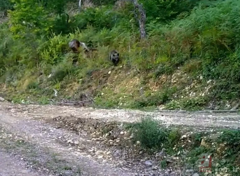 Acı bal yiyen ayıdan haber var: Bakanlık görüntüsünü paylaştı 6