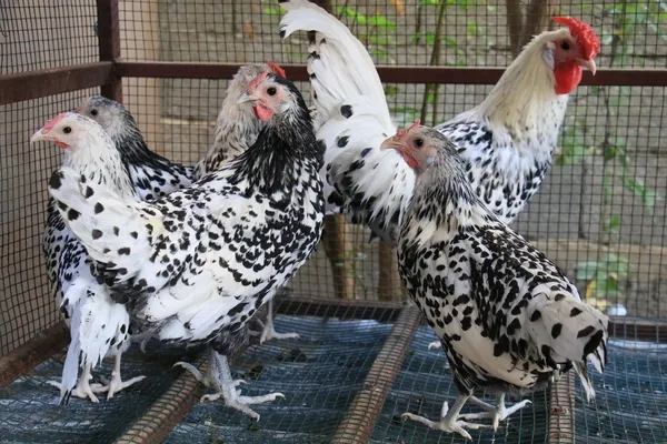 Akıllara ‘altın tavuk’ hikayesini getiriyor! Yumurtaları Türkiye’de 80, yurt dışında 150 lira