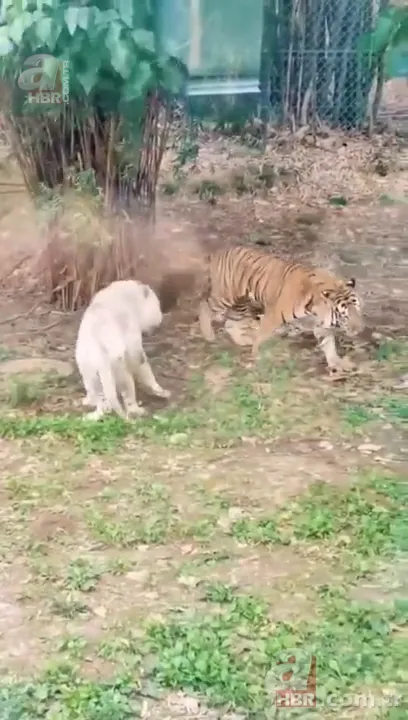 Beyaz aslan ve kaplanın karşılaşması nefesleri kesti! (Aslan Kaplan kavgası) 25
