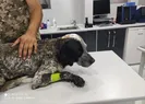 Vicdansız! Dumanın kafasını sopayla kırdı