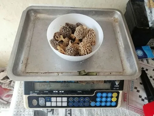 Bağışıklık sistemini güçlendiren ve kilosu 130 lira olan kuzugöbeği, tezgahta yarım saatte tükeniyor - 1