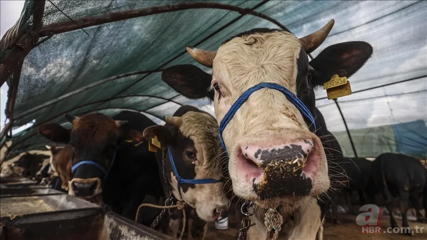 Kurban Bayramı'na kaç gün kaldı, ne zaman? 2023 Kurban Bayramı tatili hangi tarihte başlayacak, kaç gün sürecek? 3