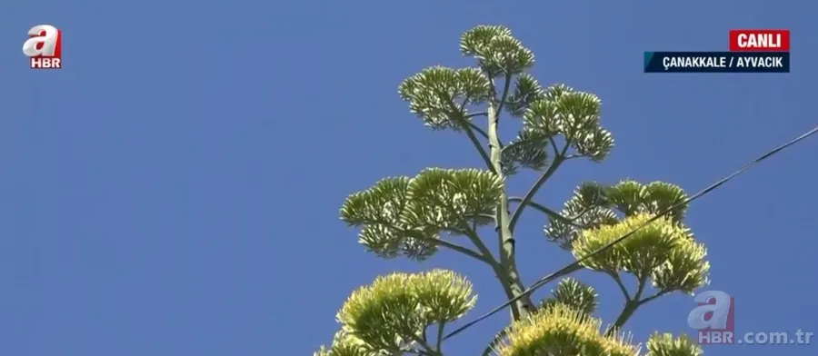 Agave Americana çiçeği Çanakkale Ayvacık'ta bulundu 6