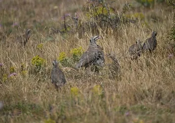 Kastamonu'da 2 bin 100 kınalı keklik doğaya bırakıldı
