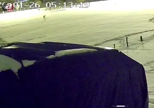 Aç kalan kurtlar köpeği parçaladı