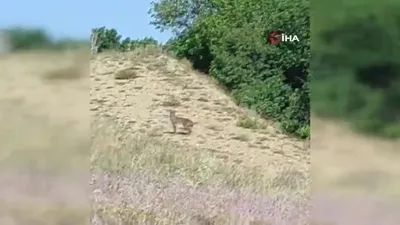Tunceli’de vaşak görüntülendi