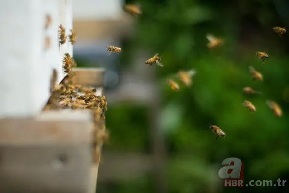 Yüzlerce insanı öldüren katil! Hava karardığında... 14