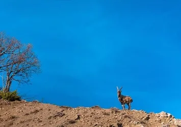 Bingöl'de yaban keçisi görüntülendi