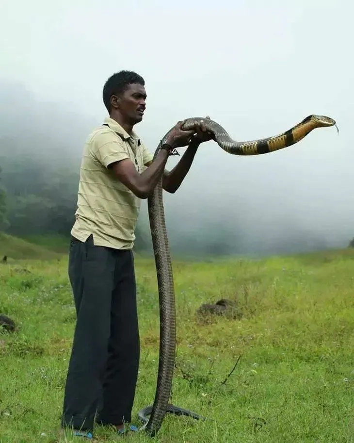 Специалист по змеям. Крупные змеи. Самые большие змеи на планете. Самые большие и опасные змеи.