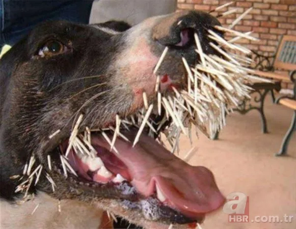 Onları görenler şaştı kaldı! 12