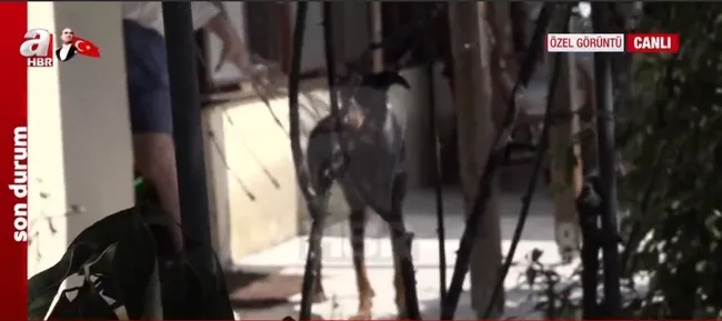 Doberman cinsi eğitimli köpek Tina eve döndü! Kayıp ekonomist Berzeg’in köpeğini A Haber görüntüledi