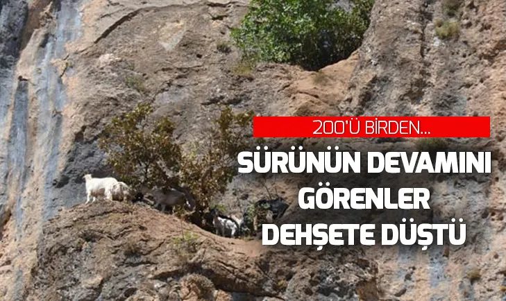 Şırnakta 200 koyun ve keçi kayalıklardan düşerek telef oldu