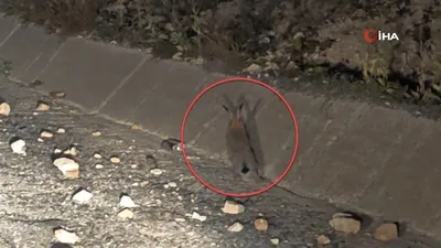 Görüntüler Erzurum’dan! Arap tavşanı böyle avlandı