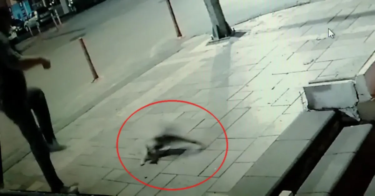 Sucuğu yiyen kediyi tekmeledi! Akılalmaz savunma: Sanki adam öldürdük