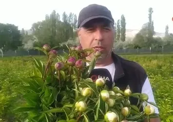 Sivas’ta Hollanda güzeli hasadı