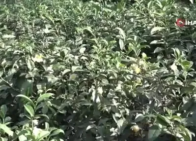 Çayın yeni ürünü ’‘Çay çiçeği çayı’’