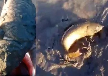 Sel suları çekilince tarlasından sazan çıktı