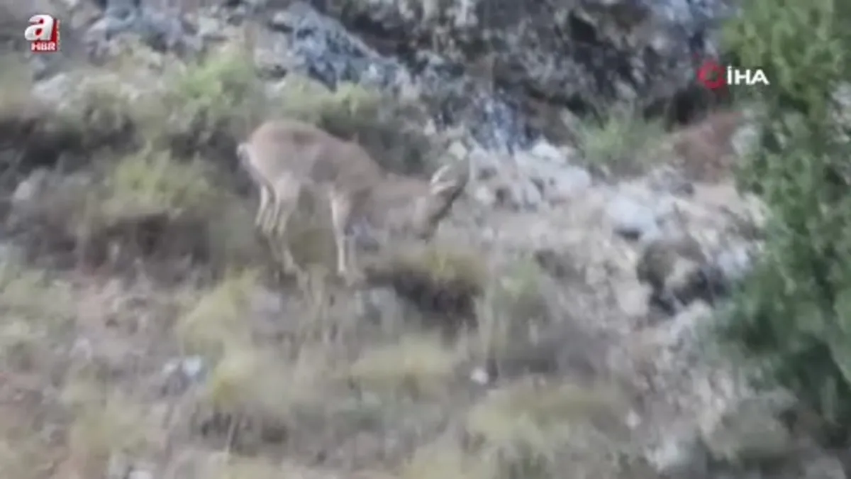 Ahır Dağı'nda ala geyik sürüsü kamerada