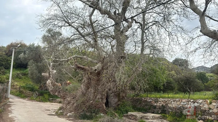 Bodrum'da 2 bin yıllık çınar ağacı bulundu 8