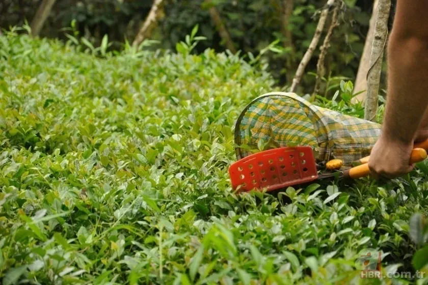 Mevsimlik işçiler kıdem tazminatı alabilir mi? Kıdem tazminatı nasıl hesaplanır? 18