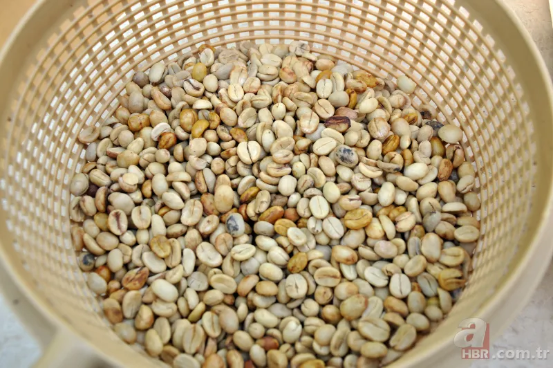 Türkiye’de bir ilk! Tropikal bahçede kahve meyvesi yetiştirdi, kilosunu 400 TL'den satıyor 5