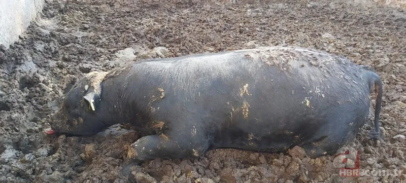 Ahıra girdi sonu oldu! Boğa sahibini boynuzlayıp ezdi 5