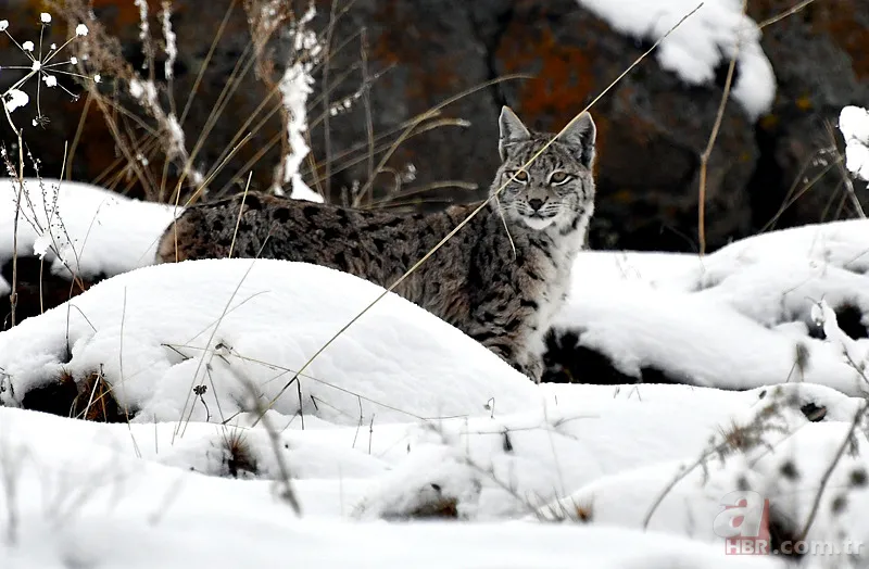 Nesli tehlike altındaki Kafkas vaşağı gündüz avlanırken görüntülendi! Vahşi doğa belgesellerini aratmadı 9