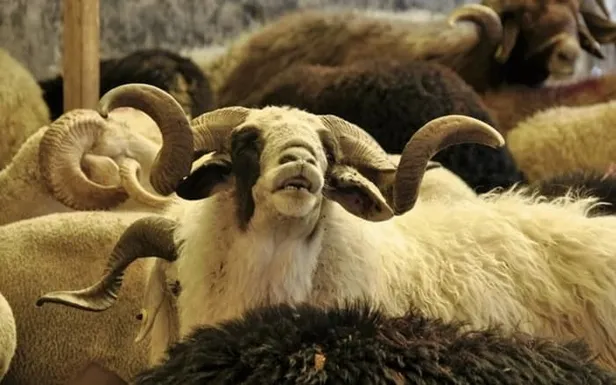 Sayılı günler kaldı! Kurbanlık fiyatları ne kadar 2020? Migros, A101, BİM kurbanlık fiyatları kaç para? Koç, dana...